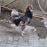 تخم مرغ نطفه دارگلین مرغ کورج گلین