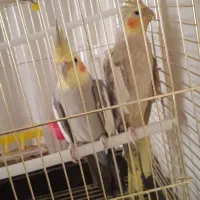 فروشی جفت عروس مولد قیمت سه میلیون و پانصد
