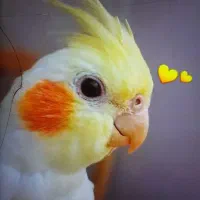 پرنده طوطی نر لوتینو تضمینی