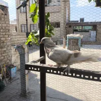 کفتر|پرنده|کرج, حصارک پایین|دیوار