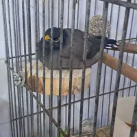 مینا سخنگو وراج