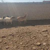 میش چینی درشت هیکل