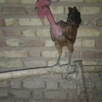 خروس لری اصل گردن گلابی