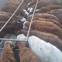 فروش میش ماده