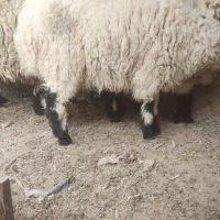 گوسفند چاق 30