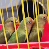 طوطی برزیلی