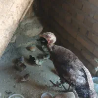 بوقلمون