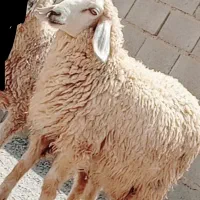 بره پرواری