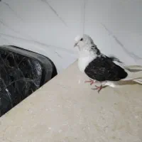 پرنده|پرنده|کرمانشاه, |دیوار