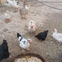 فروش غاز و اردک اسرائیلی