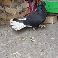 کفتر
