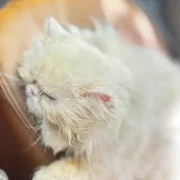 واگذاری گربه