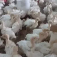 فروش جوجه بوقلمون بیوتی یک ماهه