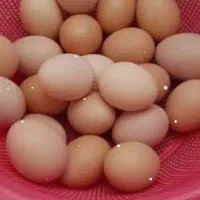 تخم مرغ محلی
