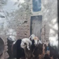 فروش بره بومی ترکی