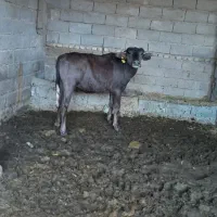 هفتپه روستای شیخ فندی