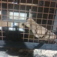 پرنده