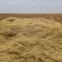 کاه جو
