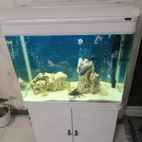 ماهی  اکواریومی