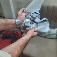 کفتر کبوترشازده هما شازده سبز خراب کرده گرفتنی برج