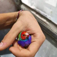 فنچ گلدین
