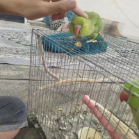 جفت ملنگو ،معاوضه با راهب