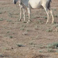 خر  فروش