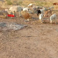 کهره نر چاق