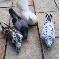 فروش کبوتر