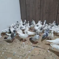 تعدادی کبوتر تهرانی
