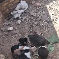 خرگوش