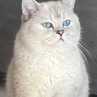 گربه اسکاتیش