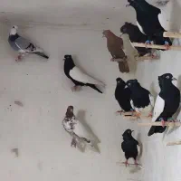 سینه سیاه ،کله سیاه