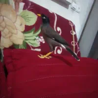 مرغ مینا اهلی و رام سخنگو بازیگوش