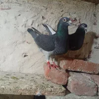 کبوتر