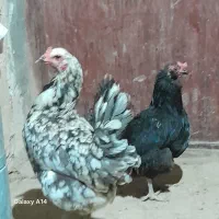 مرغ