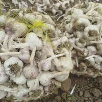 سیر سفید تند