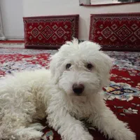 فروش سگ (نژاد تریر)