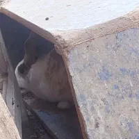 خرگوش لوپ و معمولی