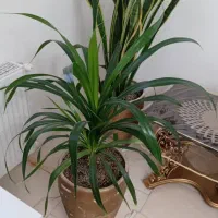 گل طییعی|گل و گیاه طبیعی|گلبهار, شهر جدید گلبهار|دیوار