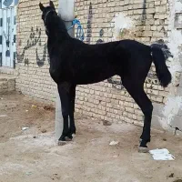 اسب نریان کورد