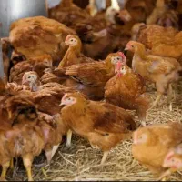 فروش نیمچه مرغ تخمگذار 45روزه