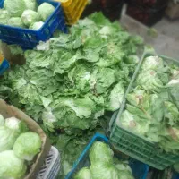 برگ کاهو برای خوراک دام وحیوان،با کیفیت خوب