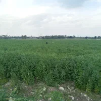 آبیاری مزارع