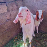 نری|حیوانات مزرعه|بم, |دیوار