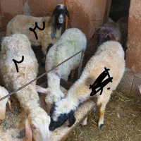 فروش میش