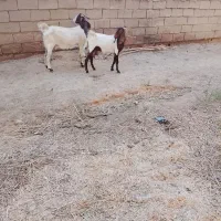 شادگان