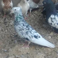 گم شده