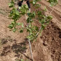 باغ-پسته-5ساله