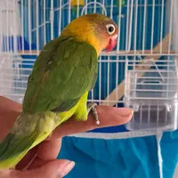طوطی دستی جوجه و قفس